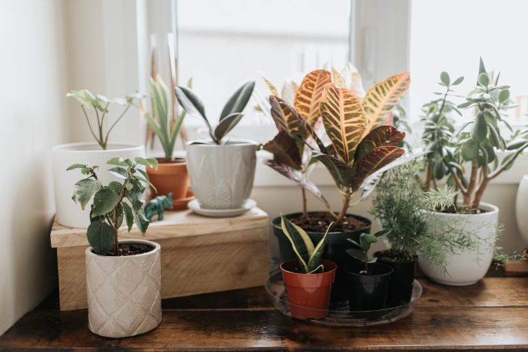 Common Houseplants Can Improve Air Quality Indoors