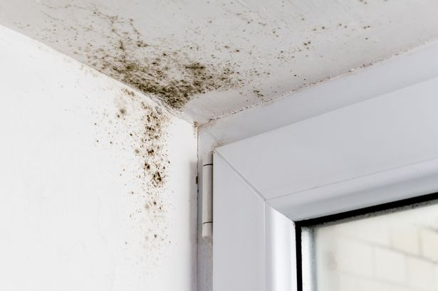 ‘Councils determined to improve housing conditions’ – LGA responds to damp and mould findings