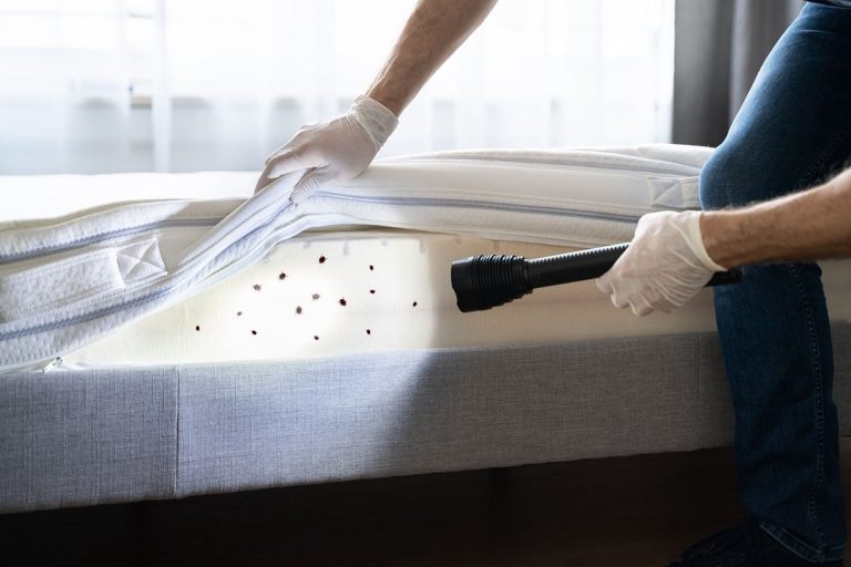 Why you should invest in professional Bed bug control