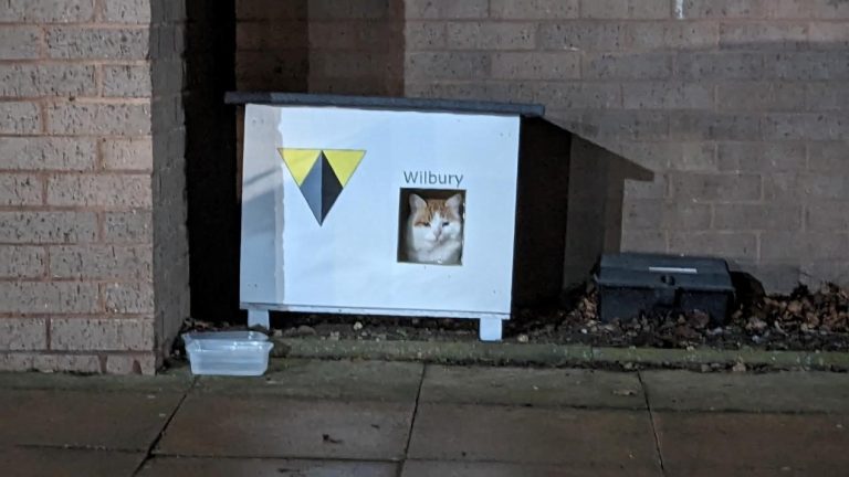 Stray cat cosies up in home built by award-winning construction company