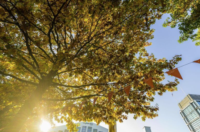 Quintain marks national tree week, celebrating the planting of over 1,000 trees in Wembley Park