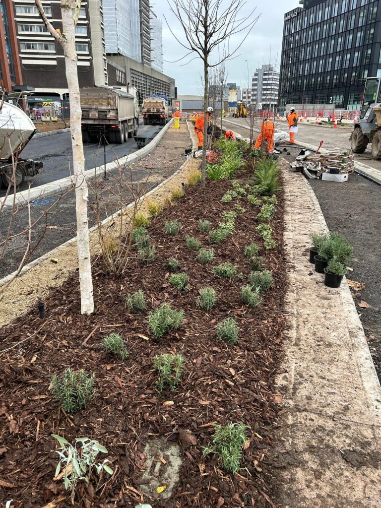 Planting of 20,000 shrubs to transform Swindon town centre