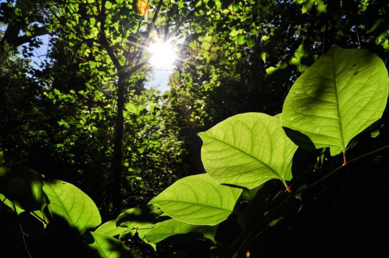 UK cities at risk of losing green space and nature
