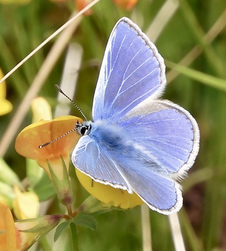 Meadfleet Launch Buzz and Flutter Campaign to Support Biodiversity