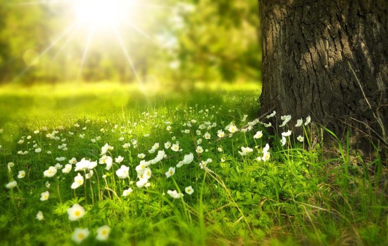 BNG could unlock NIMBY support for development, new Joe’s Blooms poll finds