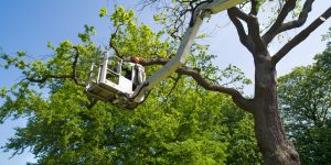 The Top Tree Service Companies In Springfield Missouri