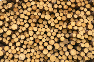 Expert shares 5 practical ways to improve sustainability in the timber industry