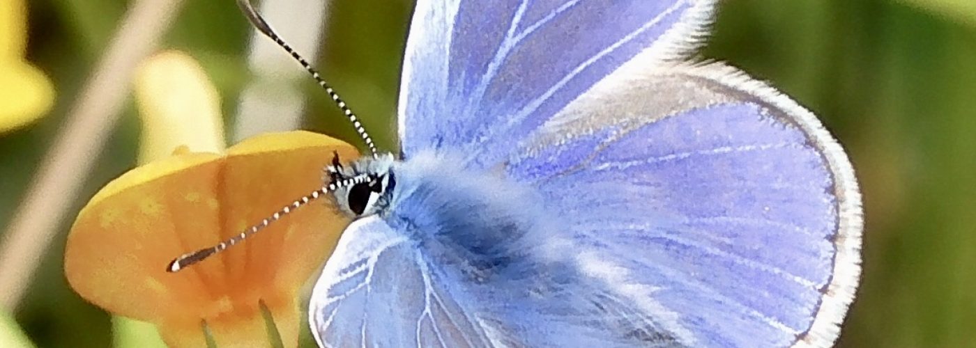 Meadfleet Launch Buzz and Flutter Campaign to Support Biodiversity