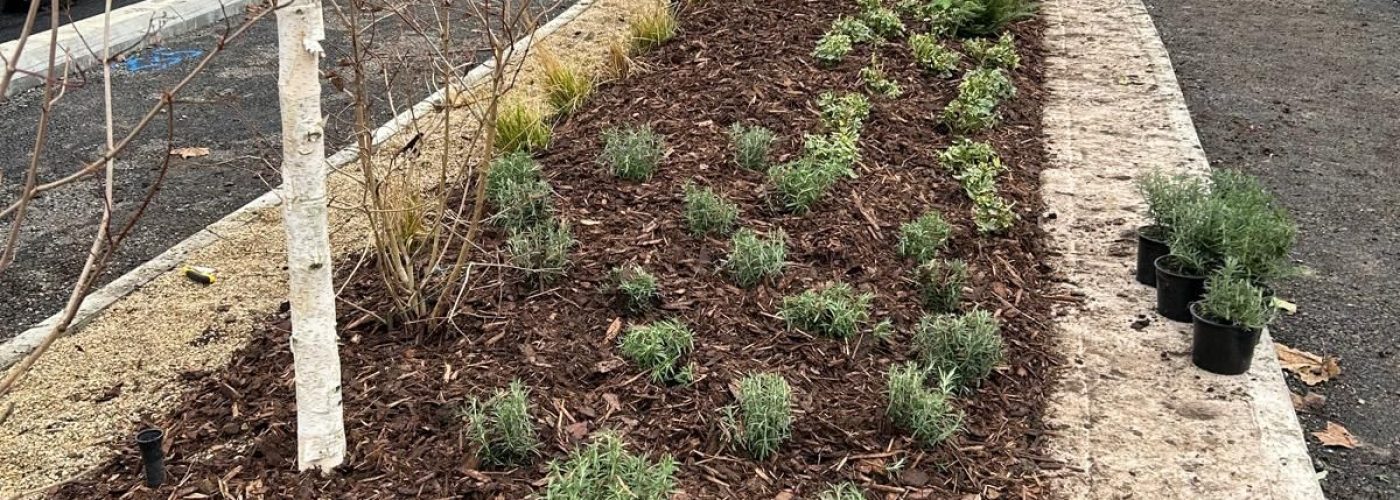 Planting of 20,000 shrubs to transform Swindon town centre