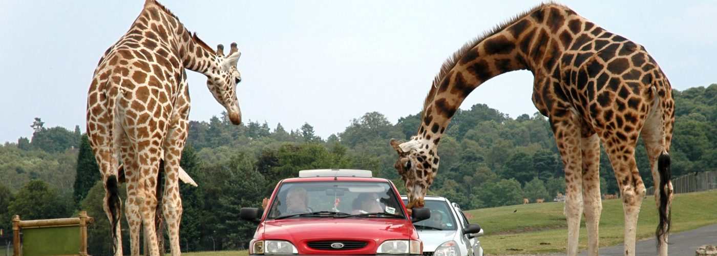 Giraffes_at_west_midlands_safari_park