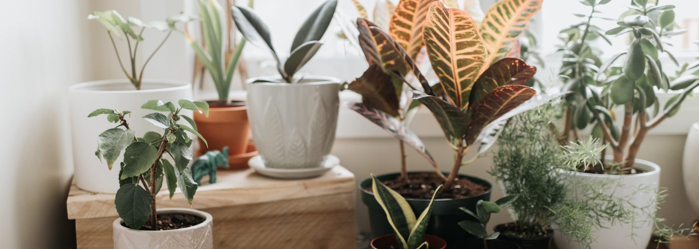 Common Houseplants Can Improve Air Quality Indoors