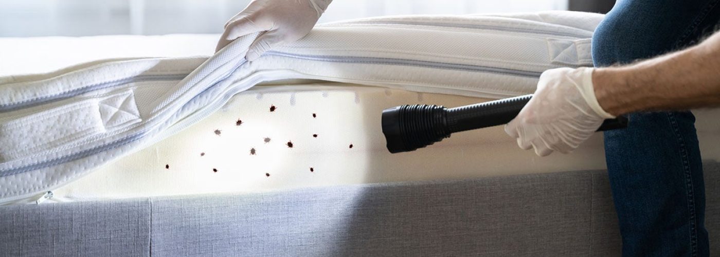 Why you should invest in professional Bed bug control