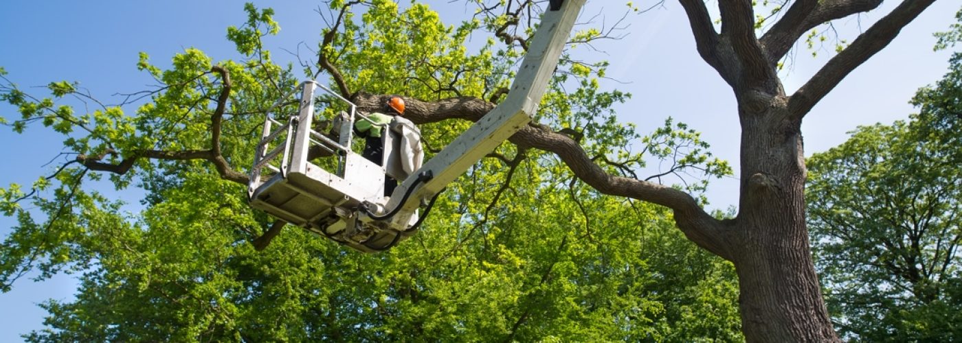 The Top Tree Service Companies In Springfield Missouri