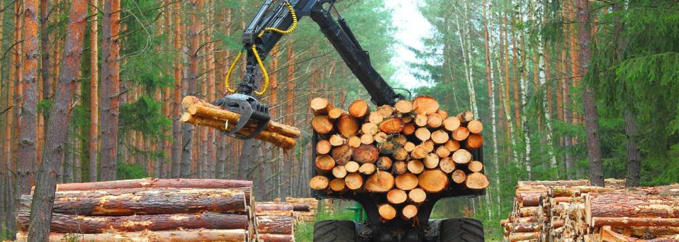 Timber imports bounce back in May