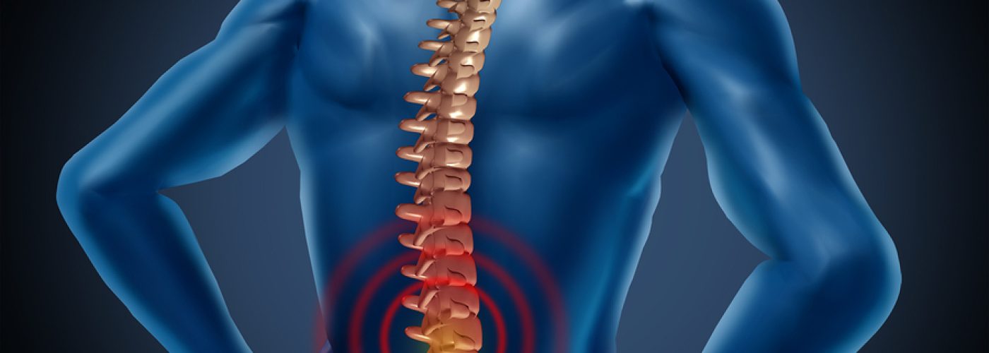 human back pain spinal cord skeleton